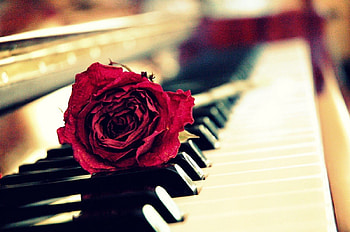 Romantic Time, Romantic, Music, Piano, Rose HD wallpaper