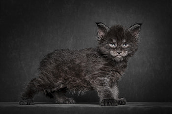 Black smoke, Maine Coon HD wallpaper