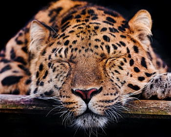 Sleeping predator, wild animals, wild cats, , wild, big cats, leopard, wildlife, animals, nature, wilderness HD wallpaper