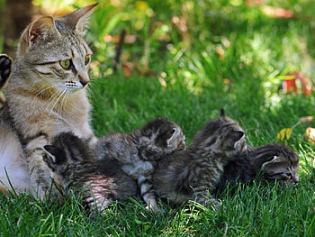 *** A Cat Family ***, rodzinka, laka, trawa, kocia HD wallpaper