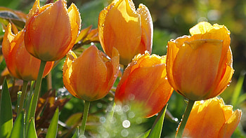 Yellow Tulip Flowers With Water Drops In Blur Background Flowers HD wallpaper