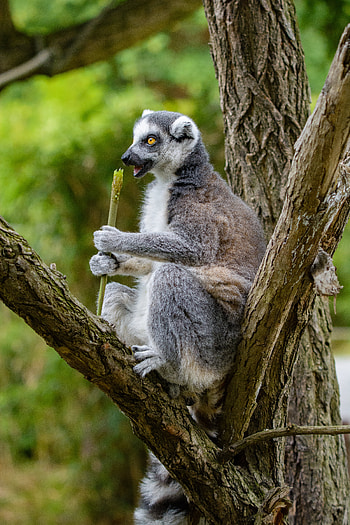 Animals, Food, Wood, Tree, Relaxation, Rest, Lemur, Snack HD phone wallpaper