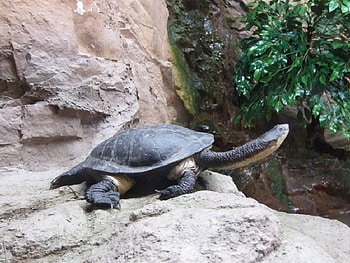 Terrapin-Turtle, turtle, cool, , terrapin HD wallpaper