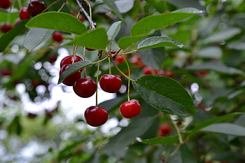 Food, Cherry, Leaves, Branch, Berry, Fruit HD wallpaper