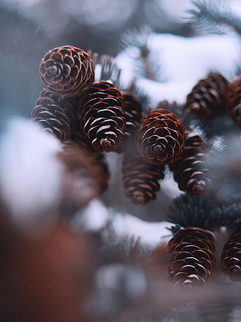 Winter, Nature, Cones, Snow, Fir, Spruce HD phone wallpaper