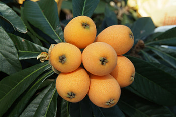 Food, Branch, Fruit, Loquat, Loqua, Chinese Plum HD wallpaper