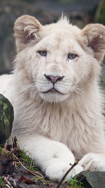 White Lion, Cute Cub HD phone wallpaper