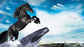 Black Stallion, animal, horse, black, stallion, sky HD wallpaper