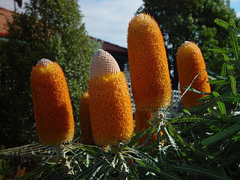 YELLOW BANKSIA, plant, banksia, yellow, flower HD wallpaper