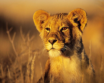 Lion Cub, cub, field, animals, cat, lion, wild HD wallpaper