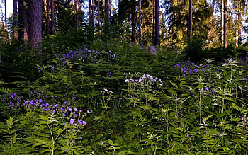 Nature, Flowers, Grass, Forest, Shadow HD wallpaper