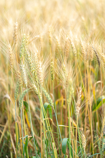 Grass, Macro, Vegetation, Ears, Spikes HD phone wallpaper