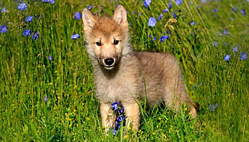 Pretty wolf dog, carnivora, canis lupus, canidae, wolf dog HD wallpaper