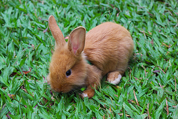 Animals, Small, Rabbit, Decorative HD wallpaper