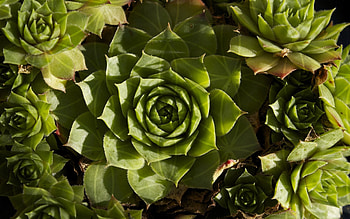 Flower Of Life In Nature ... HD wallpaper