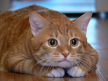 Animals, Cats HD wallpaper