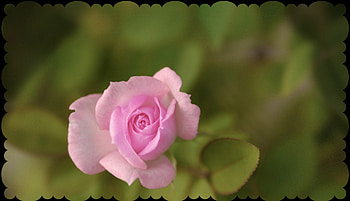 Pink Rose, BEAUTY, FLOWERS, ROSE, NATURE HD wallpaper