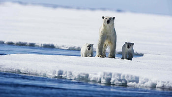 Animals, Winter, Snow, Bears, Ocean, Spray HD wallpaper