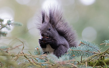 Squirrel, cute, animal, rodent HD wallpaper