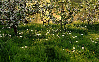 Nature, Trees, Grass, Dandelions, Bloom, Flowering, Spring HD wallpaper