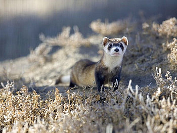 Black-Footed-Ferret, cool, ferret, black-footed HD wallpaper