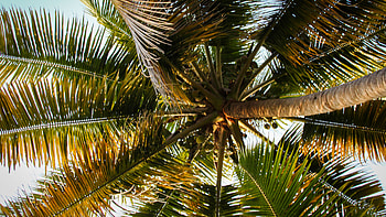 Worm's Eye View Of Palm Tree Branches Tropics Under Blue Sky Nature HD wallpaper