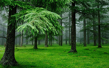 Landscape, Trees, Plants HD wallpaper