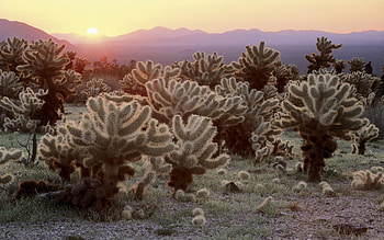 Sunset, sky, nature, cactus HD wallpaper