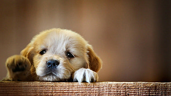 Puppy, Dogs HD wallpaper
