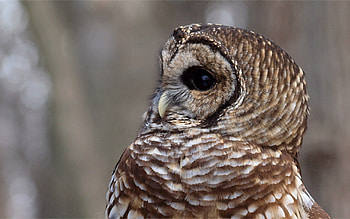 Animals, Owl, Feather, Bird, Muzzle, Eyes, Predator HD wallpaper
