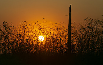 Nature, Sunset, Sun, Bush, Silhouette, Beams, Rays HD wallpaper