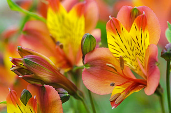 Alstroemeria, pretty, buds, flower, beautiful, scent, spring, orange, fragrance HD wallpaper