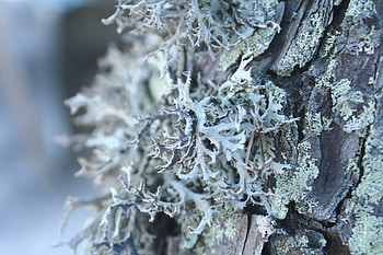 Macro, Light, Wood, Tree, Light Coloured, Moss, Bark HD wallpaper