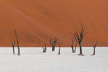 Dried trees, landscape, desert, nature HD wallpaper