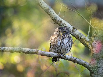 Animal, owl HD wallpaper