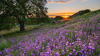 Meadow of Lupins, California, spring, sunset, blossoms, trees, colors, sky, usa HD wallpaper