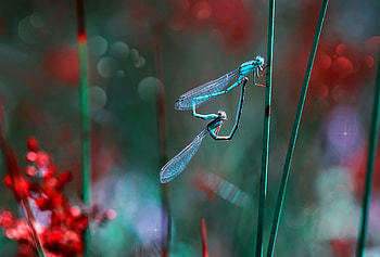 Heart, blue, bokeh, mustafa ozturk, flower, green, red, dragonfly, insect HD wallpaper