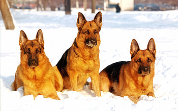 Animals, Dogs, Snow, Shepherds HD wallpaper