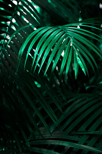 Nature, Plant, Dark, Sheet, Leaf, Shadows HD phone wallpaper