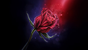 Stellar Garden Red Rose, rose, red, artist, artwork, art, digital-art, artstation HD wallpaper
