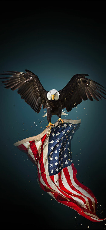 Eagle, Independence Day (USA) HD phone wallpaper