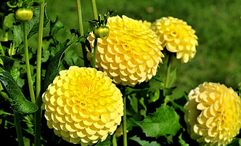 Dahlia, Yellow, Yellow Flowers, Yellow Flower, Flowers, Flower HD wallpaper
