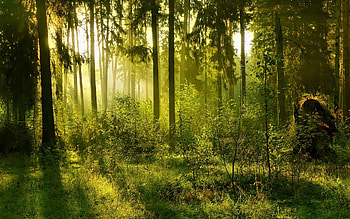Summer Green Forest, plants, awesome, , colors, grasslands, nice, scenery, trees, sunshine, woods, landscape, forests, grass, panorama, leaves, green, view, nature, leaf, , trunks, grove, sunny, graphy, morning, high definition, beauty, day, roots, scenic, amazing, , scene, beautiful, scrub, sunrays, wood, hop, branches, cool HD wallpaper