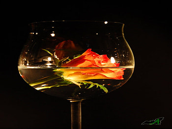 rose, glass, orange, bud HD wallpaper