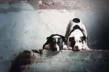 American Pit Bull Terrier, Animal, Dog, Dogs HD wallpaper