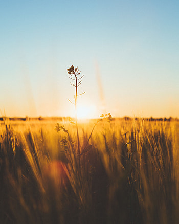 Sunset, Grass, Flower, Macro, Blur, Smooth, Stem, Stalk HD phone wallpaper