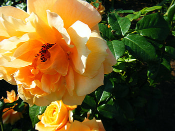 rose, nature, flowers, pretty HD wallpaper