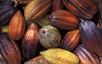Cocoa bean, , Background ry, Bean's essence HD wallpaper