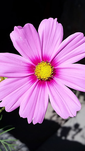 Pink Flower, Beautiful Floral HD phone wallpaper