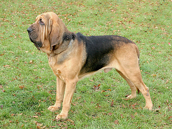 Bloodhound, British origins, Loyal companion, Dog breed HD wallpaper